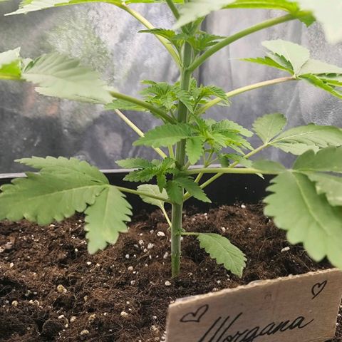 Morgana&Diana growlog timeline photo