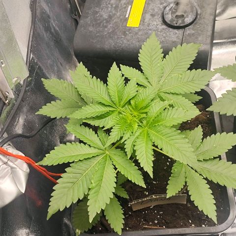 Morgana&Diana growlog timeline photo