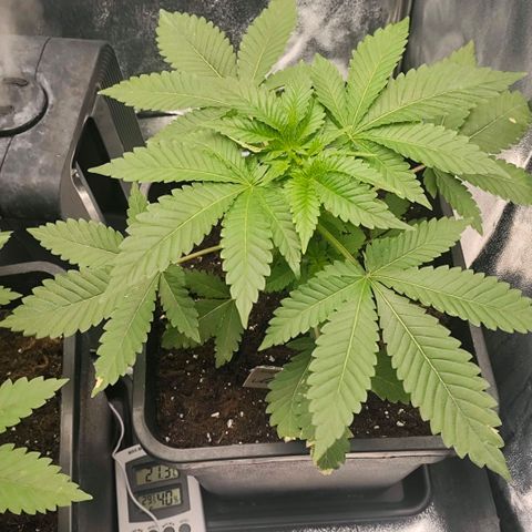 Morgana&Diana growlog timeline photo