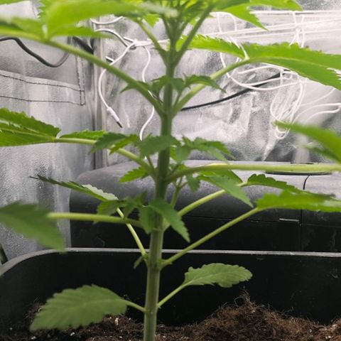 Morgana&Diana growlog timeline photo