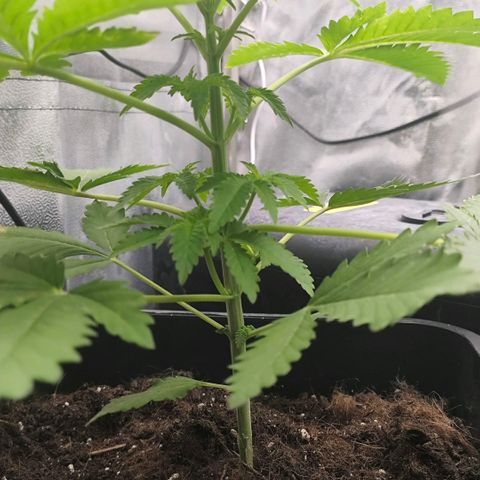Morgana&Diana growlog timeline photo