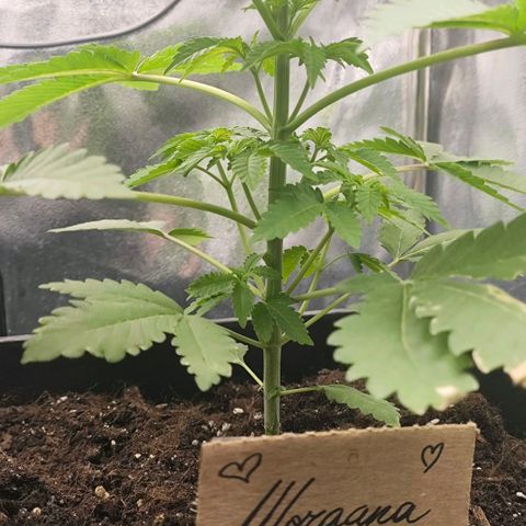 Morgana&Diana growlog timeline photo