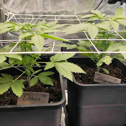 Morgana&Diana growlog timeline photo