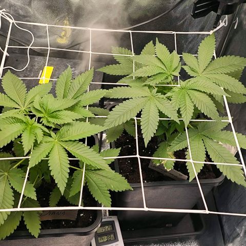 Morgana&Diana growlog timeline photo