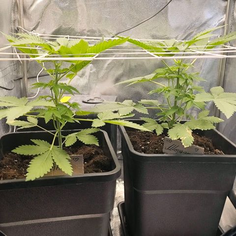 Morgana&Diana growlog timeline photo