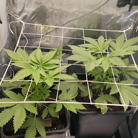 Morgana&Diana growlog timeline photo