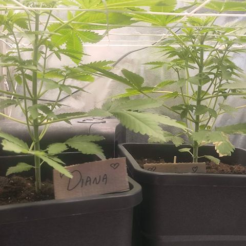 Morgana&Diana growlog timeline photo