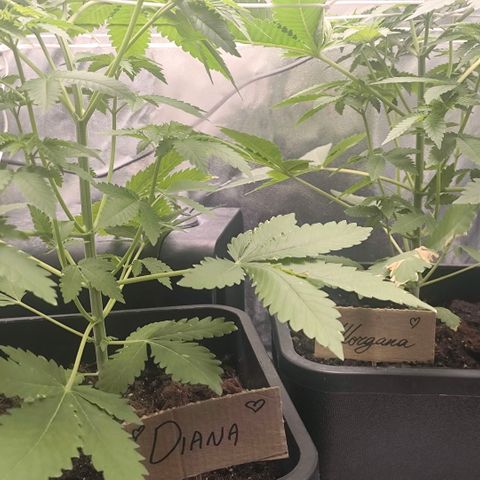 Morgana&Diana growlog timeline photo