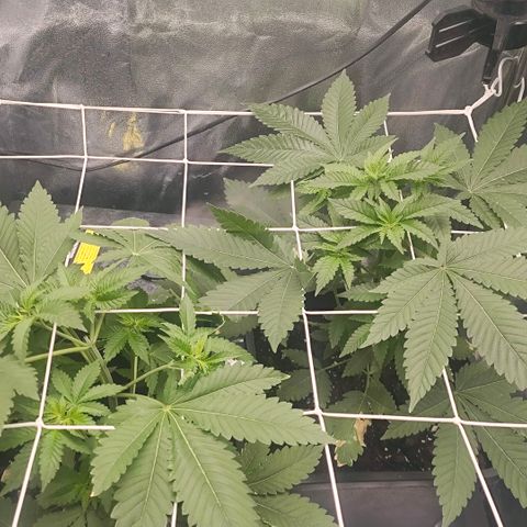 Morgana&Diana growlog timeline photo