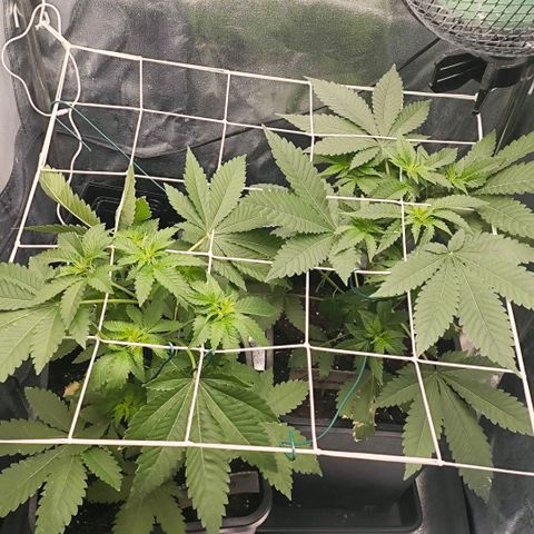 Morgana&Diana growlog timeline photo