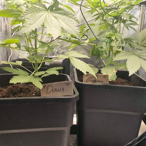 Morgana&Diana growlog timeline photo