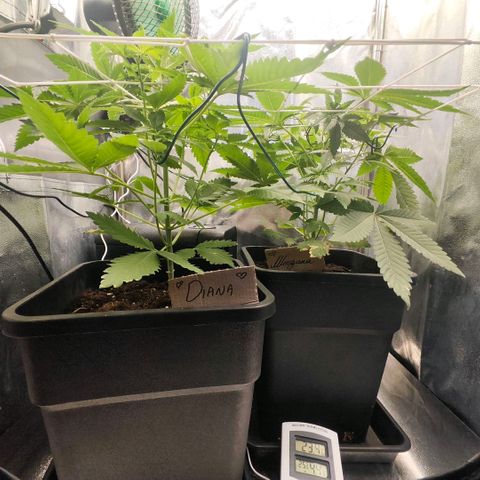 Morgana&Diana growlog timeline photo