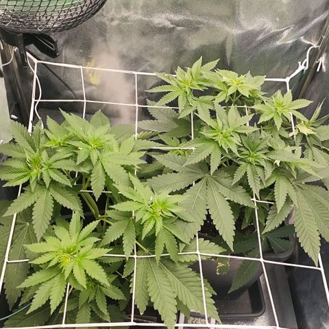 Morgana&Diana growlog timeline photo