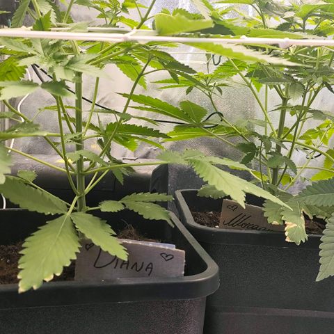 Morgana&Diana growlog timeline photo