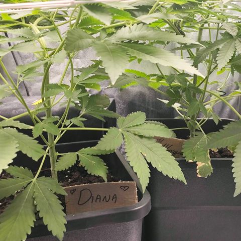 Morgana&Diana growlog timeline photo