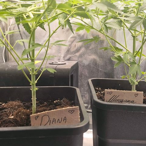 Morgana&Diana growlog timeline photo