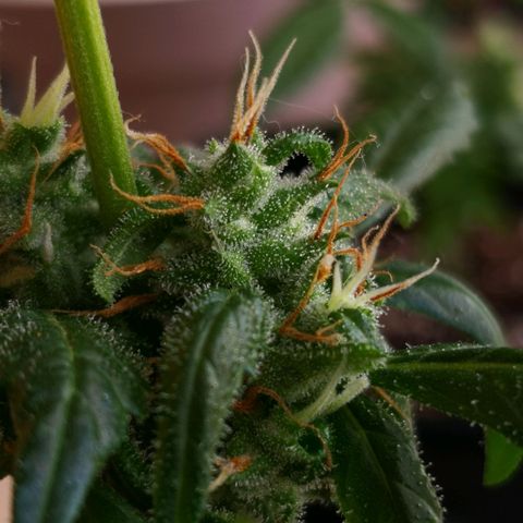 Gelato AUT growlog timeline photo