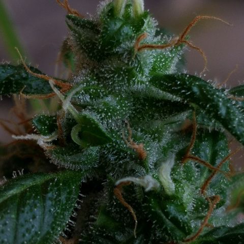 Gelato AUT growlog timeline photo