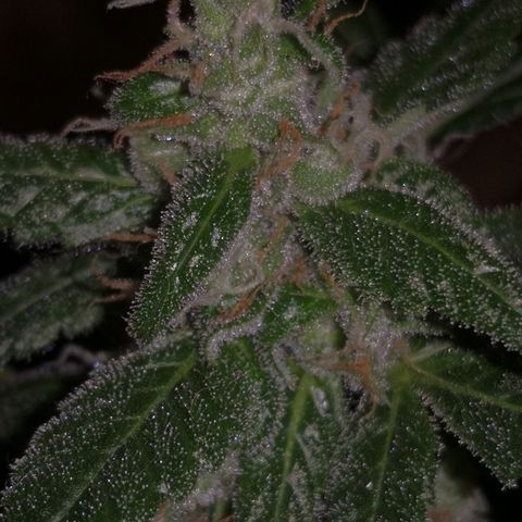 Gelato AUT growlog timeline photo