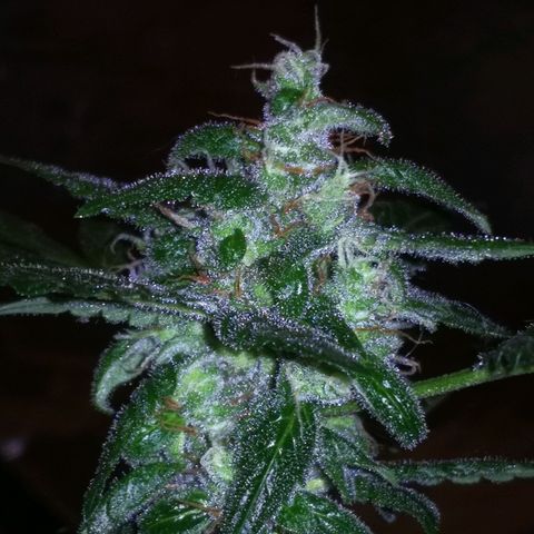 Gelato AUT growlog timeline photo
