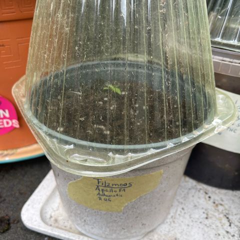 Filzmoos growlog timeline photo