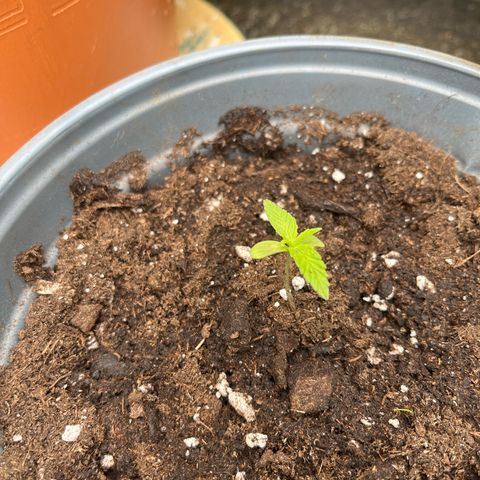 Filzmoos growlog timeline photo