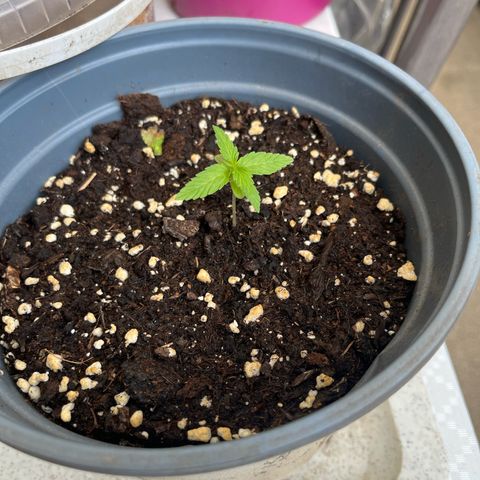 Filzmoos growlog timeline photo