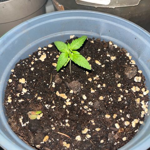 Filzmoos growlog timeline photo