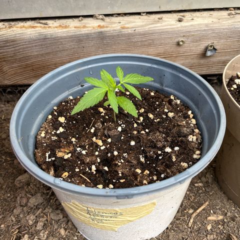Filzmoos growlog timeline photo
