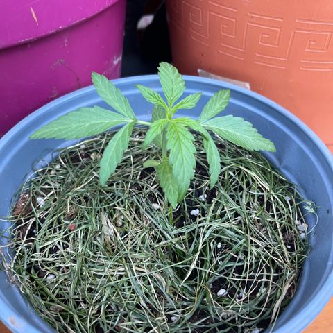 Filzmoos growlog timeline photo