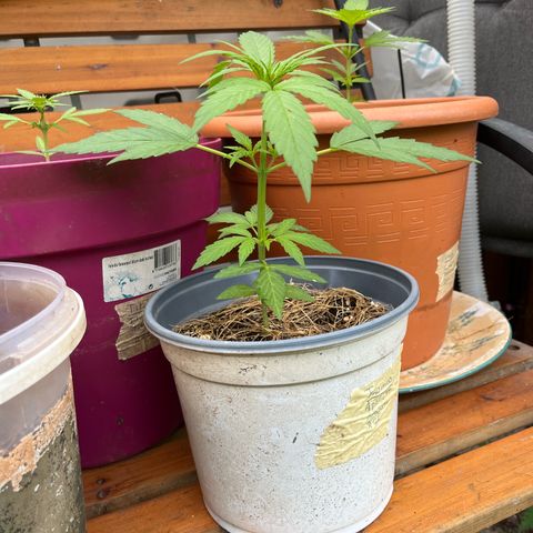 Filzmoos growlog timeline photo