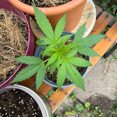 Filzmoos growlog timeline photo