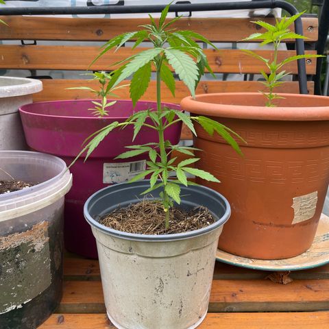 Filzmoos growlog timeline photo