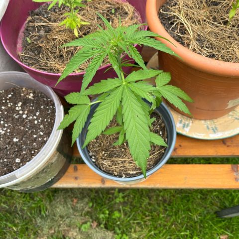 Filzmoos growlog timeline photo
