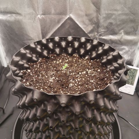 Shiskaberry growlog timeline photo
