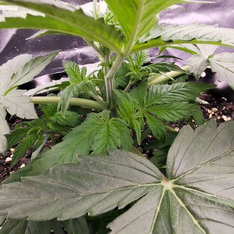 Shiskaberry growlog timeline photo