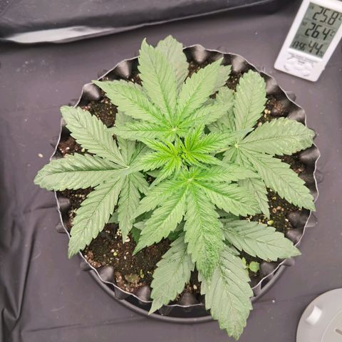 Shiskaberry growlog timeline photo