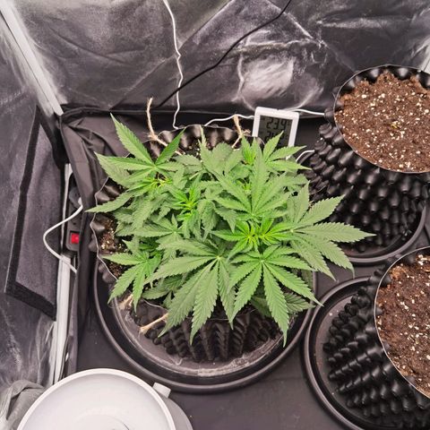 Shiskaberry growlog timeline photo