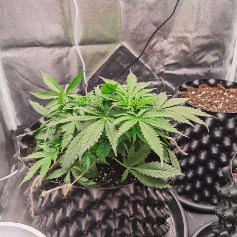 Shiskaberry growlog timeline photo