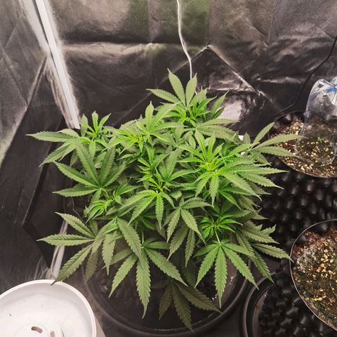 Shiskaberry growlog timeline photo