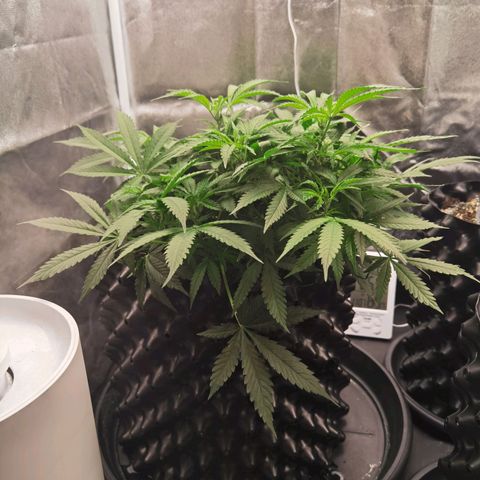 Shiskaberry growlog timeline photo