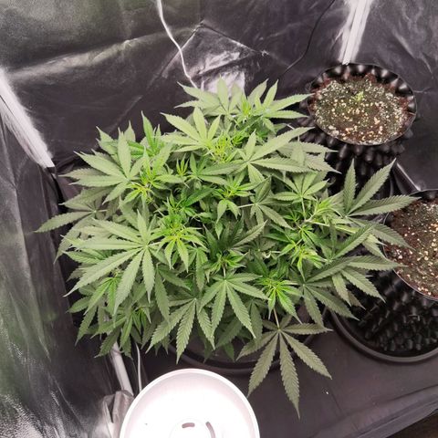 Shiskaberry growlog timeline photo