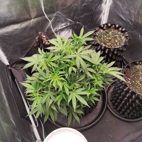 Shiskaberry growlog timeline photo