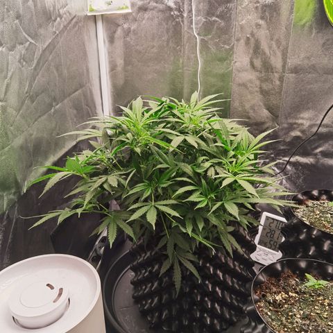 Shiskaberry growlog timeline photo