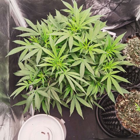 Shiskaberry growlog timeline photo