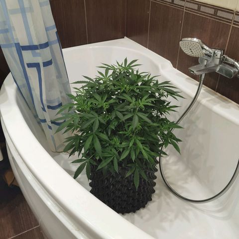 Shiskaberry growlog timeline photo