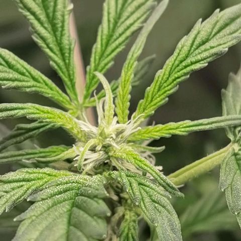 Shiskaberry growlog timeline photo