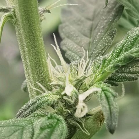 Shiskaberry growlog timeline photo