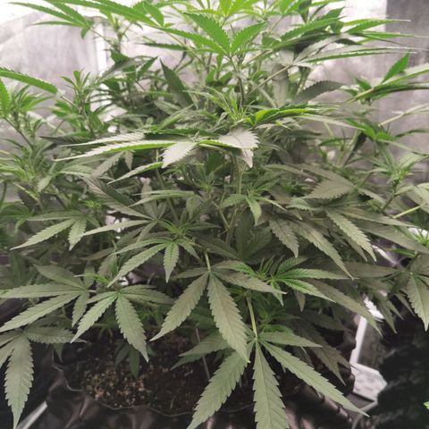 Shiskaberry growlog timeline photo