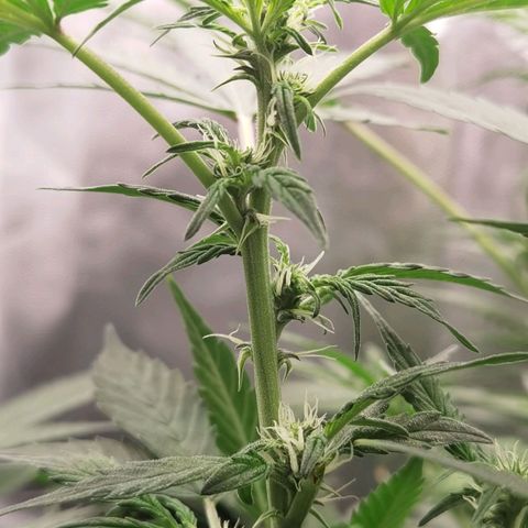 Shiskaberry growlog timeline photo